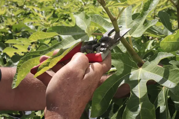 Main d'un jardinier utilisant un sécateur pour la taille d'un figuier, entouré de grandes feuilles vertes.