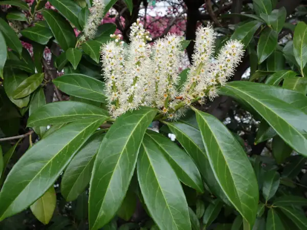 Grappes de fleurs blanches sur un laurier cerise, prêt à être utilisé en bouture. Ses feuilles vertes et brillantes sont mises en valeur.