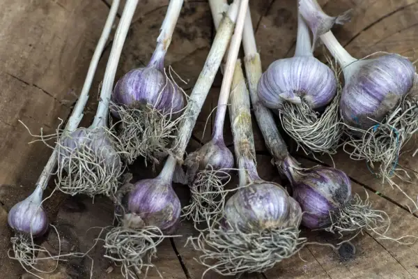 Ail rose fraîchement récolté, ses bulbes violets et ses racines aériennes sur fond de bois. Une belle plantation d'ail rose.
