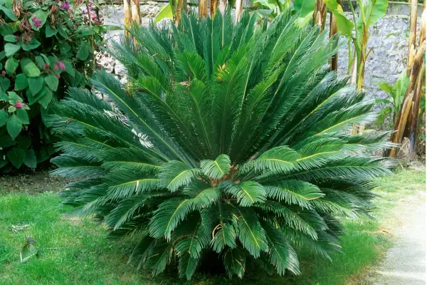 Un cycas revoluta en pleine terre, avec ses feuilles vertes luxuriantes formant une couronne dense. Il est entouré d'herbe verte et d'autres plantes.
