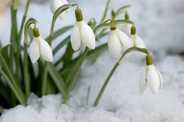 Des perce-neige blancs et délicats émergent de la neige, annonçant le retour du printemps.