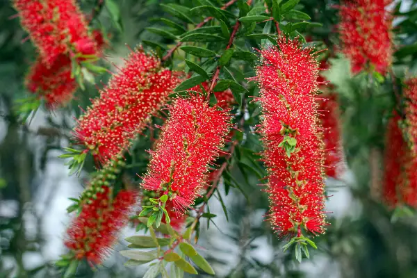 Fleurs rouges vives de rince bouteille, ressemblant à des brosses, sur fond vert flou.