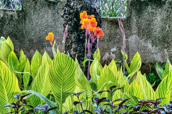 Feuilles vertes et jaunes rayées d'une plante canna, avec des fleurs orange vif et des tiges pourpres se dressant derrière.