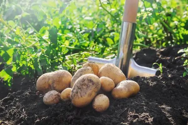 Des pommes de terre fraîchement récoltées dans la terre, avec une pelle à proximité. Idéal pour savoir que planter à côté des pommes de terre.
