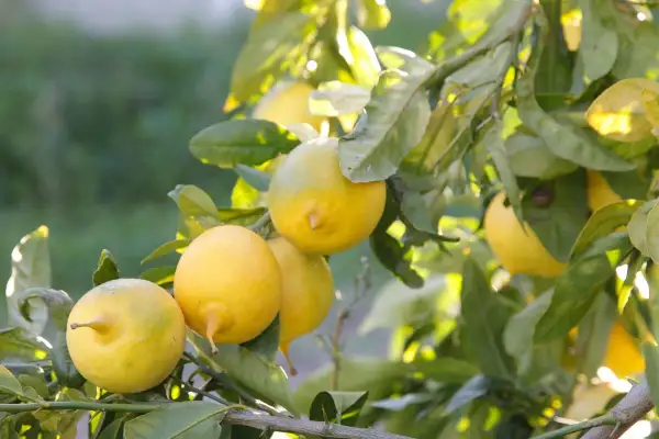 Citrons jaunes mûrs sur une branche, prêts à être récoltés. Une belle bouture citronnier promet de futurs fruits.