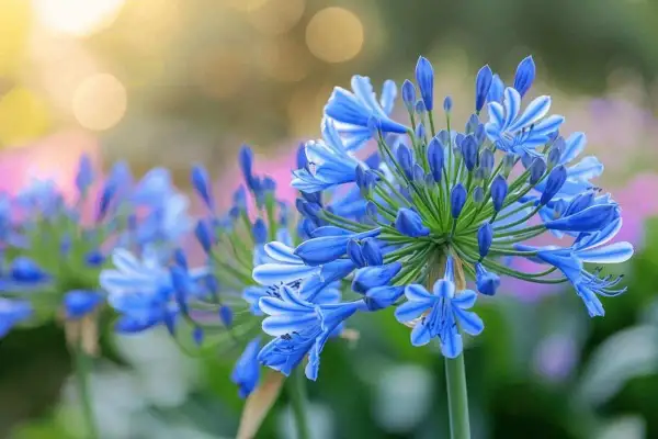 Magnifique agapanthe en pleine floraison, ses grappes de fleurs bleues éclatantes captivent le regard sous un doux soleil.