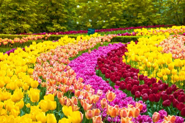 Un magnifique jardin de tulipes aux couleurs vives : jaune, rose, orange et rouge s'étendent en rangées ondulantes sous un feuillage verdoyant.