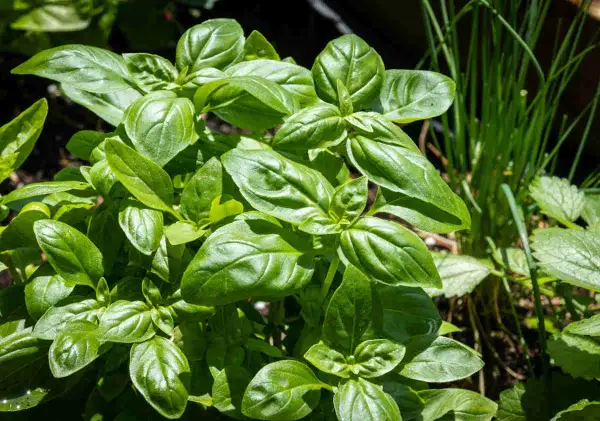 Gros plan sur une plante basilic aux feuilles vertes et brillantes, prête à parfumer vos plats.