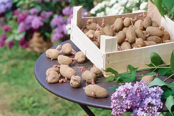 Une caisse en bois déborde d'une variété de pommes de terre germées, certaines posées sur une table avec des fleurs de lilas.
