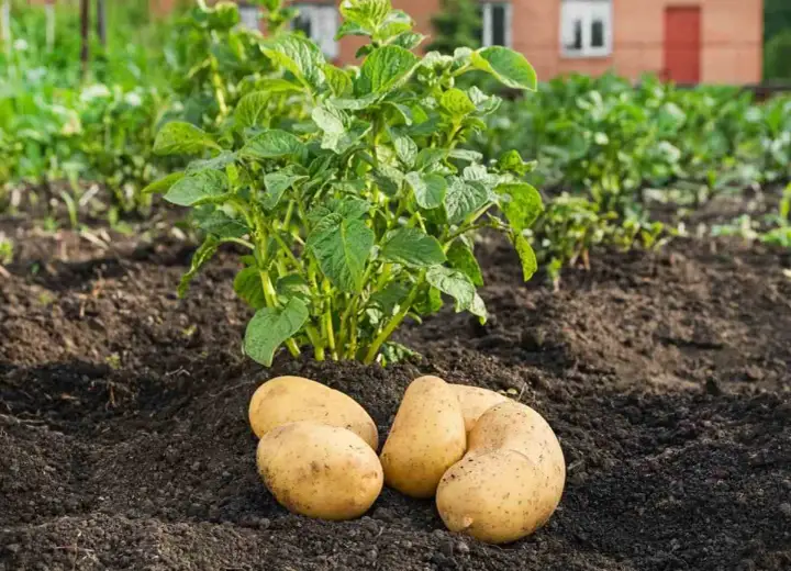 Des pommes de terre fraîchement récoltées, prêtes à être cuisinées, reposent sur la terre au pied d'un plant de pommes de terre verdoyant.